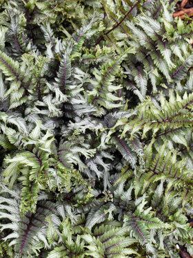 Photo of FERN - CRESTED SURF*