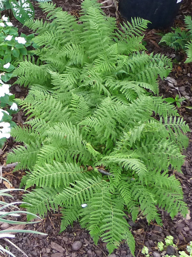 Fern Dwarf-Lady-Fern