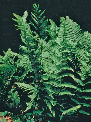 Link to Fern Dixie Wood