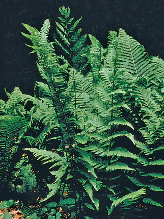 Fern Dixie-Wood-Fern