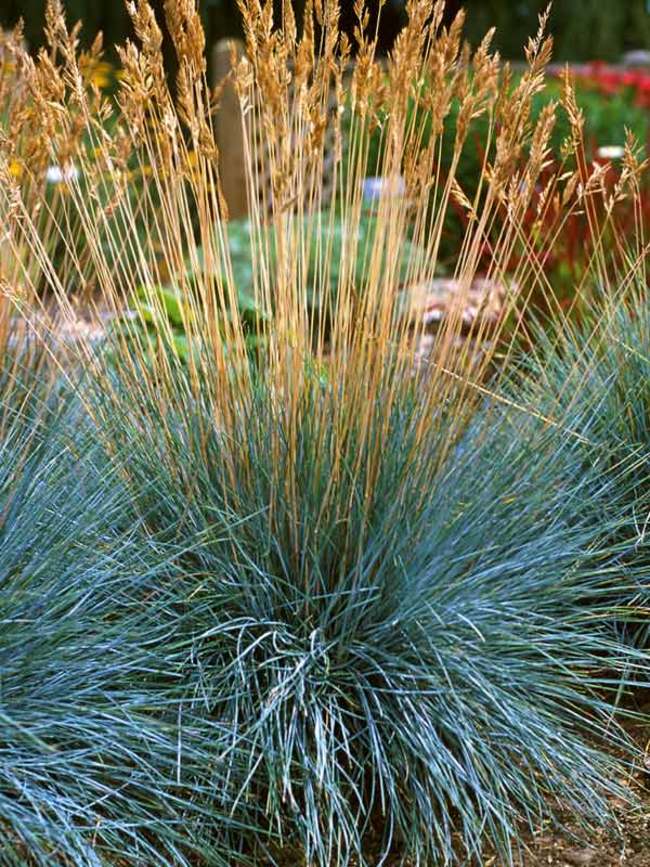 Festuca Elijahs Blue