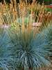 Festuca Elijahs Blue