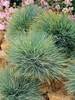 Festuca Elijahs Blue