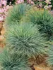 Festuca Elijahs Blue