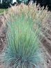 Festuca Elijahs Blue