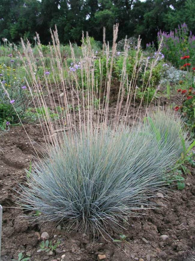 Festuca Glauca