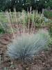 Festuca Glauca