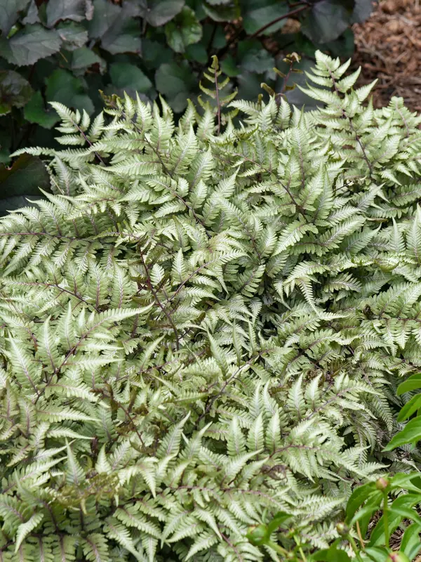 Fern Godzilla