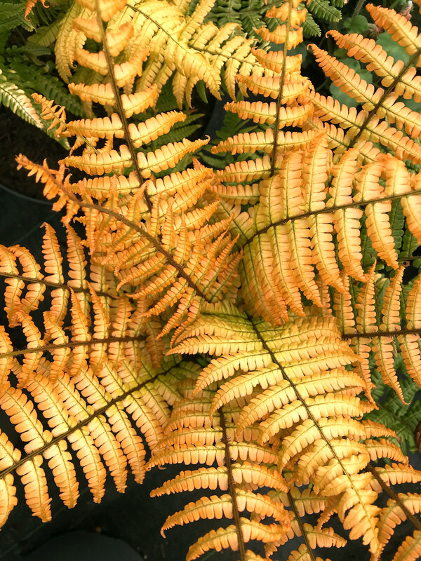 Fern Jurassic Gold