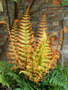 Fern Jurassic Gold