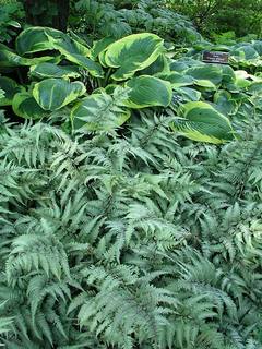Fern