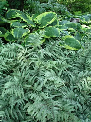 Link to Fern Japanese Painted