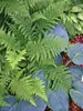 Fern Lady-Fern