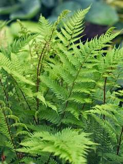 Fern