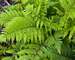 Fern Lady in Red