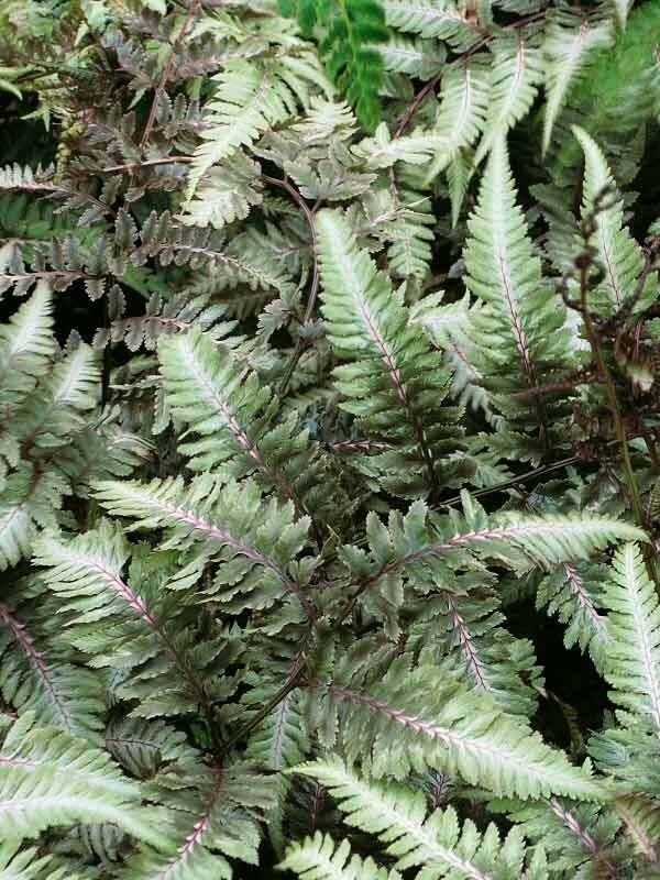 Fern Athyrium Metallicum