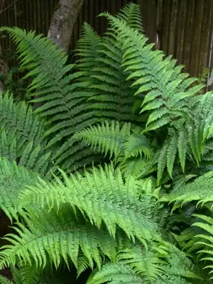 Link to Fern Robust Male