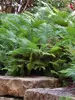Fern Ostrich-Fern-The-King