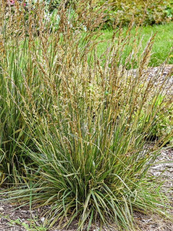 Festuca Perfect Edging