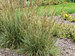 Festuca Perfect Edging