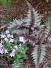 Fern Japanese-Painted-Fern-Regal-Red