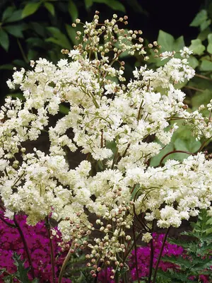 Link to Filipendula Flore Plena