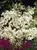 Filipendula Flore Plena