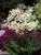 Filipendula Flore Plena