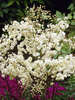 Filipendula Flore Plena | Bluestone Perennials