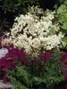 Filipendula Flore Plena