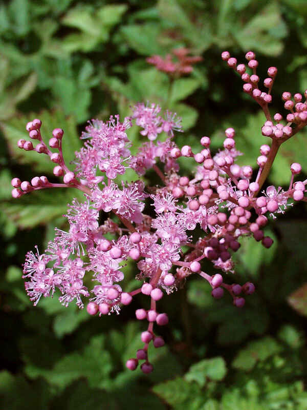 Filipendula Kahome