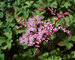 Filipendula Kahome
