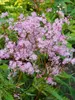 Filipendula Red Umbrellas