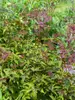 Filipendula Red Umbrellas
