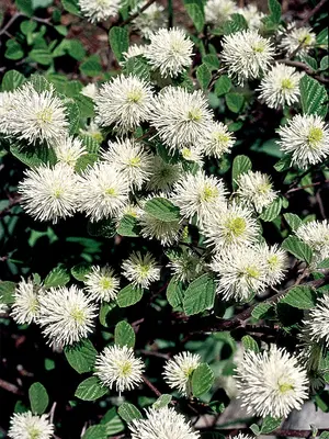 Link to Fothergilla Gardenii