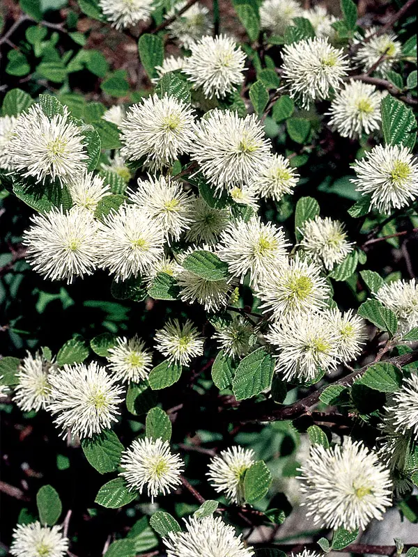 Fothergilla Gardenii