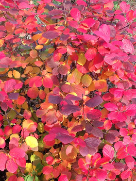 Photo of Fothergilla Legend of the Fall