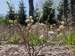 Fothergilla Legend of the Fall