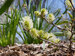 Fothergilla Legend of the Fall