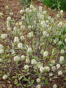 Photo of FOTHERGILLA LEGEND OF THE SMALL*