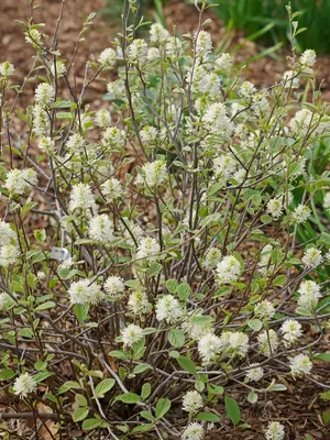 Link to Fothergilla Legend of the Small®