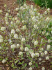 Fothergilla Legend of the Small