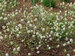 Fothergilla Legend of the Small