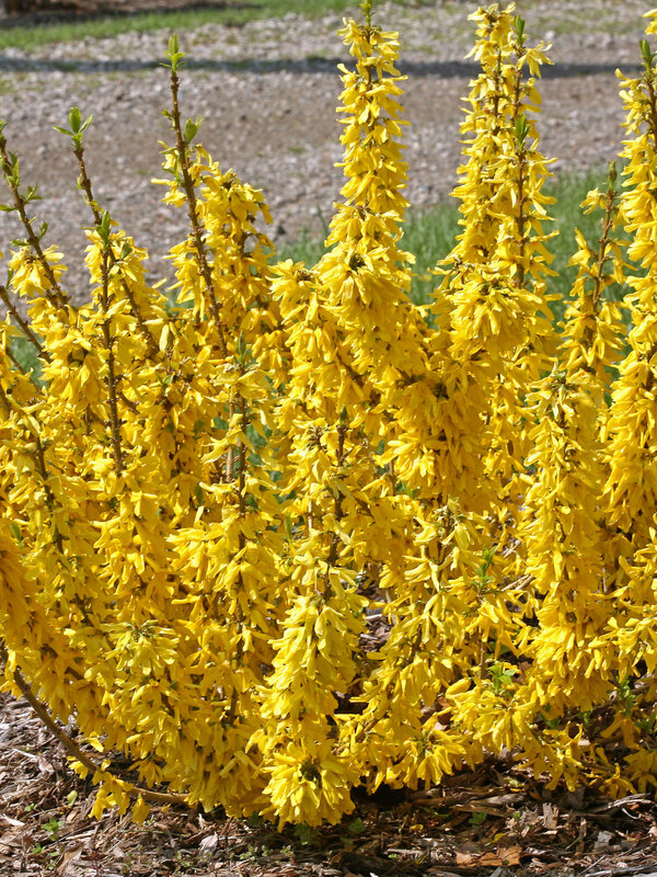 Forsythia Show Off Sugar Baby	