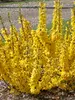 Forsythia Show Off Sugar Baby	