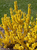 Forsythia Show Off Sugar Baby	