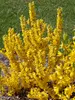 Forsythia Show Off Sugar Baby	