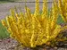 Forsythia Show Off Sugar Baby	