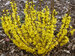 Forsythia Show Off Sugar Baby	