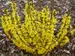 Forsythia Show Off Sugar Baby	